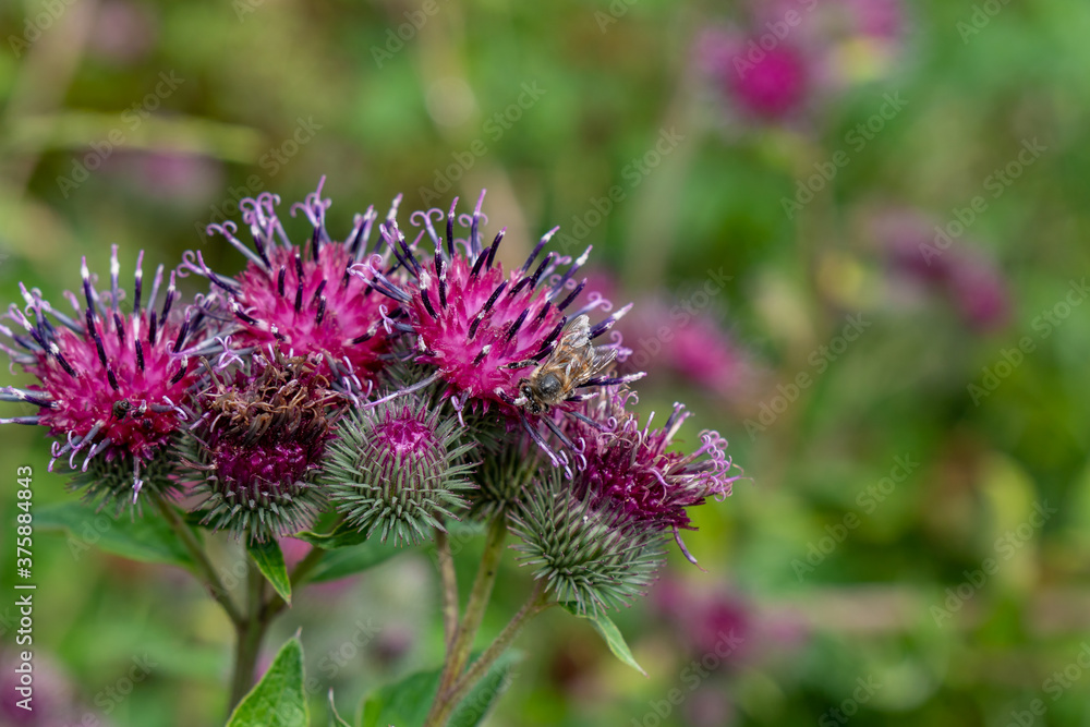 Beautiful purple thistle flower. Pink flower burdock Beautiful purple thistle flower. Pink flower burdock
