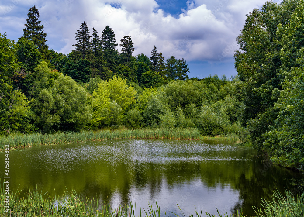Peaceful summer landscape with forest and a pond.