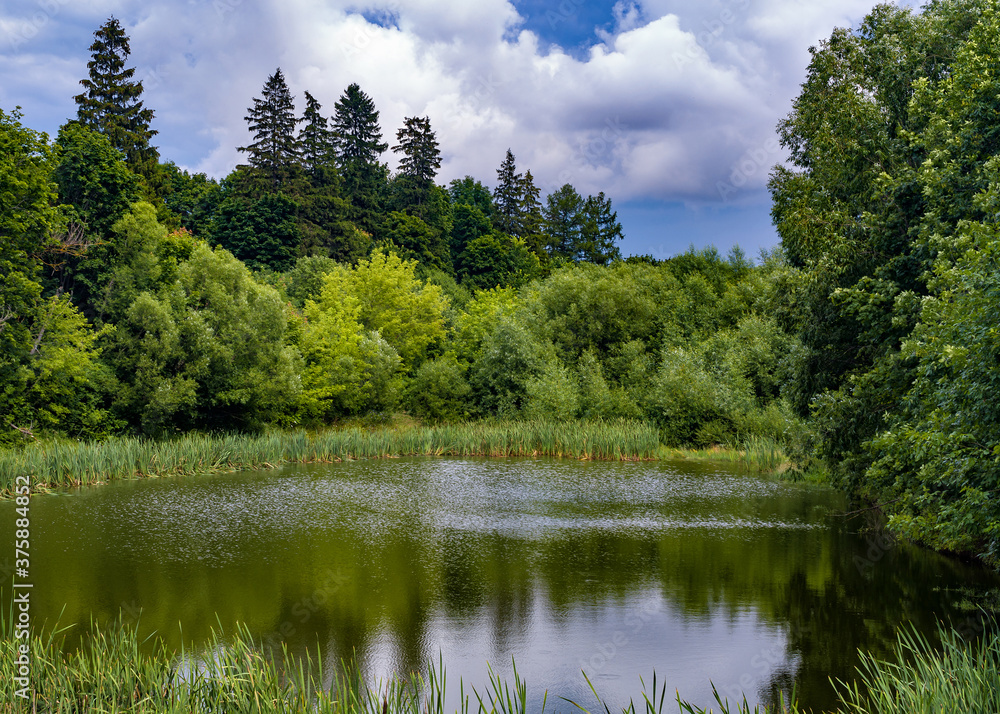 Peaceful summer landscape with forest and a pond. Peaceful summer landscape with forest and a pond.