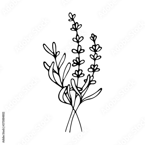 Lavender flowers clipart. Hand drawn design element. Botanical vector element for your design. Logo and branding. Outline.