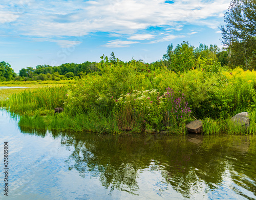 marshy shore of a rural Vermont lake 
