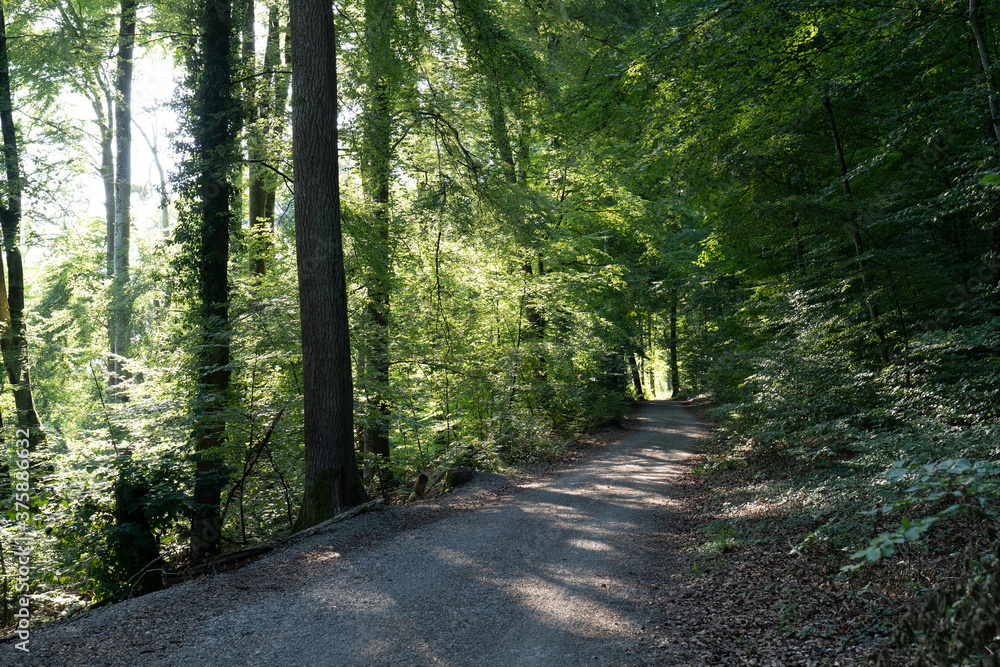 Fototapeta premium Baum gesäumter Weg im Sommer, üppiges grün