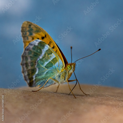 bunter Schmetterling in der Sonne