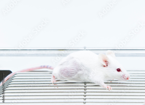 Tumor bearing mouse model for studying anticancer development. Tumor syngeneic mouse model in laboratory photo