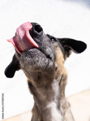 Funny Face Dog showing her tongue