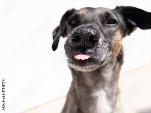 Funny Face Dog showing her tongue
