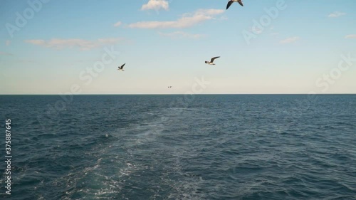 Seagulls fly after the ship. Slow motion