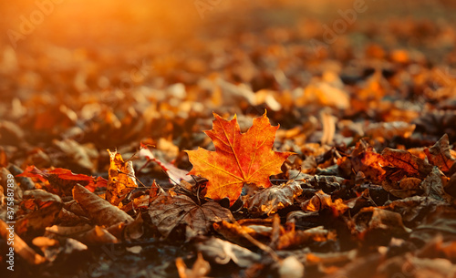 Beautiful autumn background with orange maple leves. fall season concept. autumn forest, nature lanscape. copy space