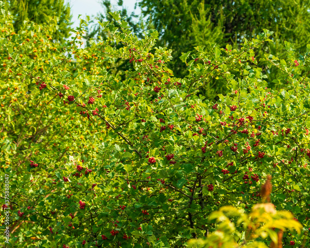 Fototapeta premium Bright red fruit on a green tree.