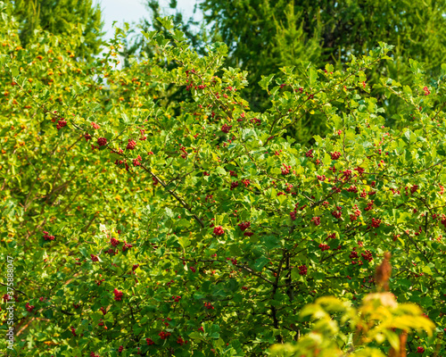 Bright red fruit on a green tree.