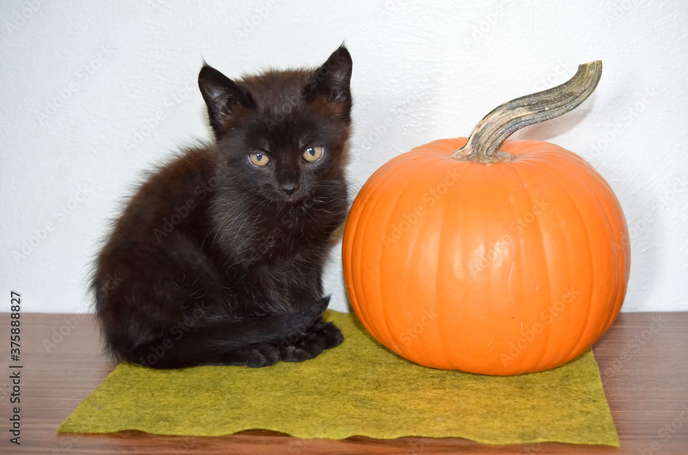 Tiny Black Kitten Sitting Beside an Orange Pumpkin - Indoors with Flash Tiny Black Kitten Sitting Beside an Orange Pumpkin - Indoors with Flash
