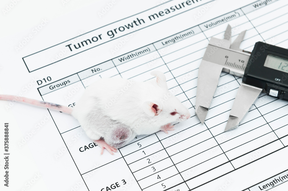 Experimental White Mouse With Lateral Tumor And A Caliper On The Tumor experimental-white-mouse-with-lateral-tumor-and-a-caliper-on-the-tumor