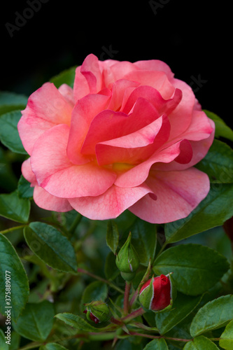 pink rose in the garden