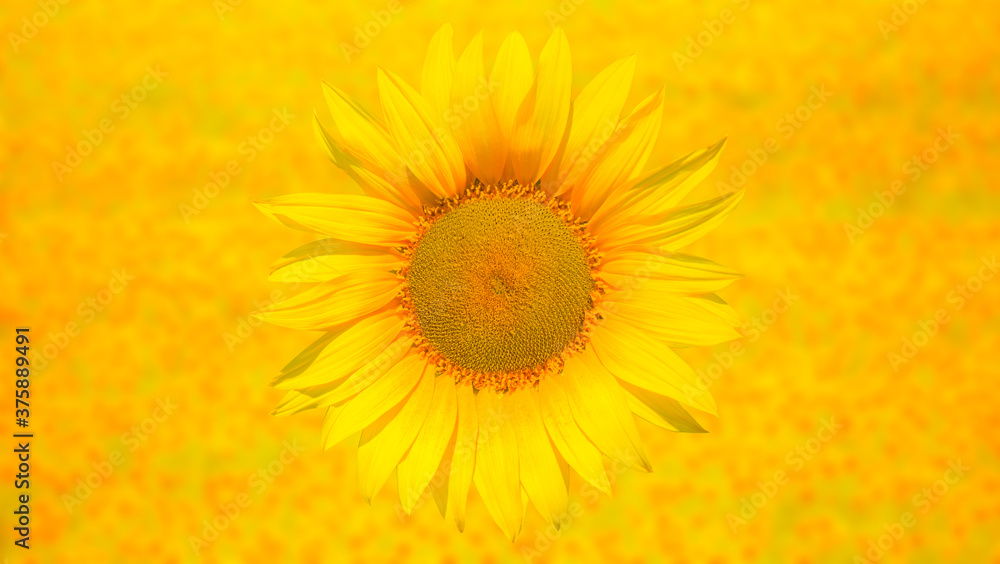 Field of blooming sunflowers at sunset blur sunflower field in the background