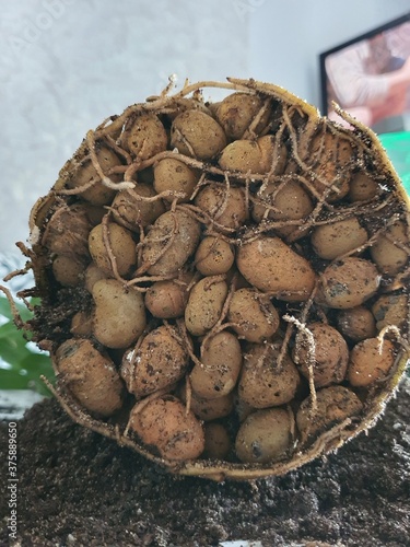 roots