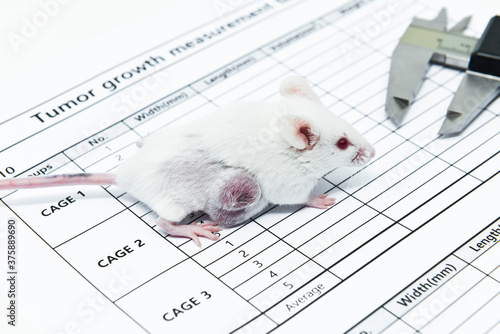 Experimental white mouse with lateral tumor and a caliper on the tumor size measurement test report. Syngeneic cell lines derived tumor mouse model in oncology. photo