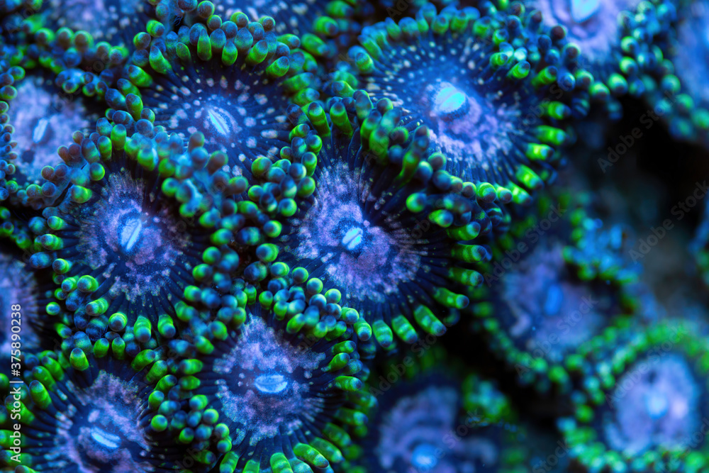 Beautiful zoanthids. Coral in coral reef aquarium tank. Macro shot. Selective focus. Beautiful zoanthids. Coral in coral reef aquarium tank. Macro shot. Selective focus.