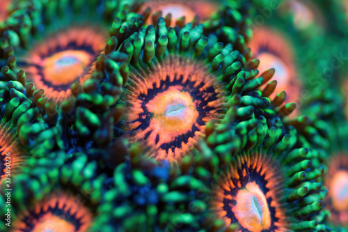 Beautiful zoanthids. Coral in coral reef aquarium tank. Macro shot. Selective focus. photo