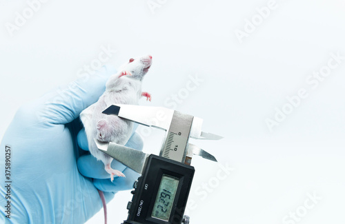 A scientist researcher is holding an experimental white mouse and measuring lateral tumor size by a caliper. The concept of studying oncology.