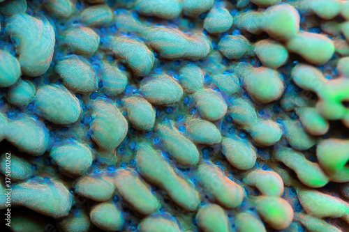 Beautiful montipora sps coral in coral reef aquarium tank. Macro shot. Selective focus. photo