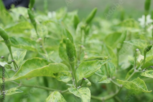 Green pepper Organic vegetables in a garden in Thailand