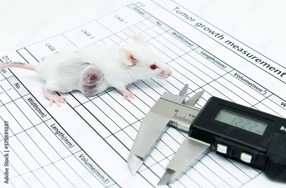 Experimental white tumor bearing mouse and a caliper on the tumor size  measurement test paper. Syngeneic cell lines derived tumor mouse model in  oncology. Photos | Adobe Stock