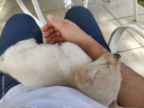 Instagram: @tequila.troncoso. 3 months old puppy, mix between labrador and golden retreiver. 