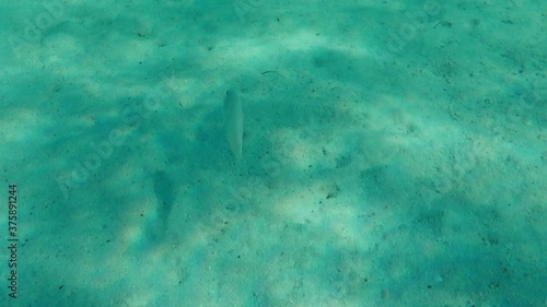 Pearly razorfish or cleaver wrasse (Xyrichtys novacula) undersea, Aegean Sea, Greece, Halkidiki
 photo