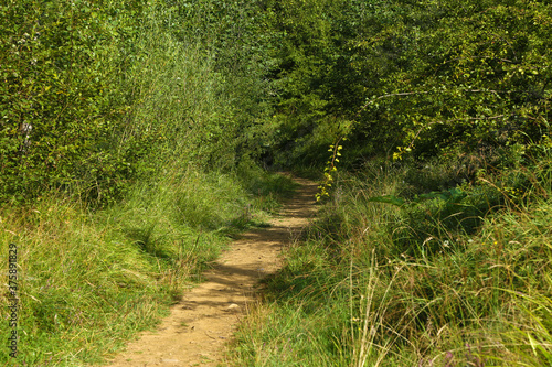 Fototapeta Naklejka Na Ścianę i Meble -  walking path among grass and forest