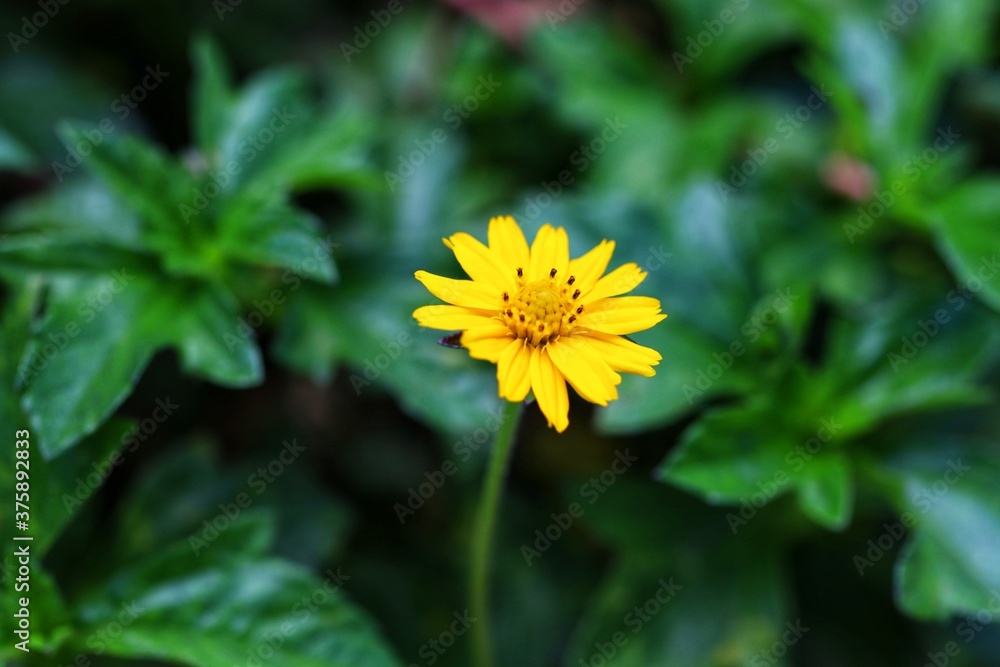 yellow dandelion flower yellow dandelion flower