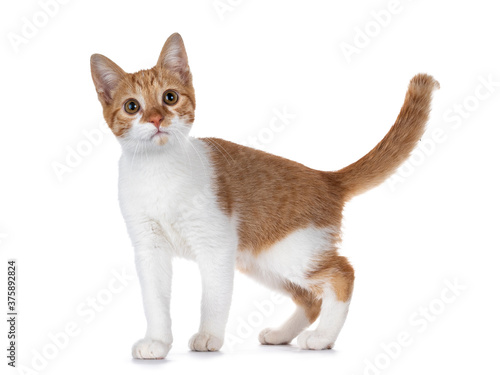 Wallpaper Mural Cute young red with white non breed cat, standing side ways. Looking towards camera with sweet brown eyes. Isolated on a white background. Tail fierce up. Torontodigital.ca