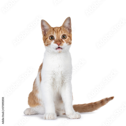 Cute young red with white non breed cat, sitting side ways. Looking towards camera with sweet brown eyes. Isolated on a white background. Tail beside body. Mouth slightly open.
