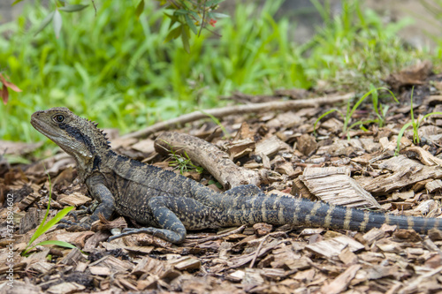 The Australian water dragon (Intellagama lesueurii) is an arboreal agamid species native to eastern Australia from Victoria northwards to Queensland. 