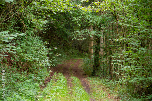 forest path in late summer in Luxembourg