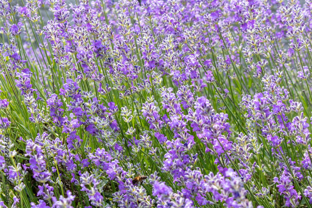 Blooming lavender summer day close-up. Selective focus.