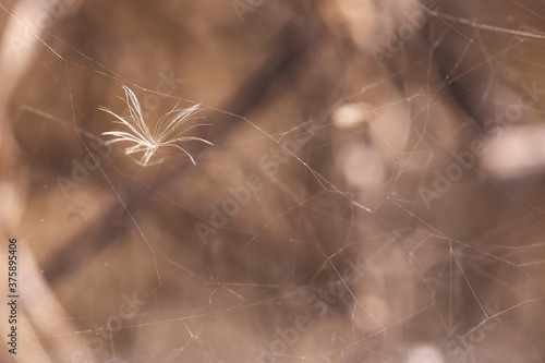Dandelion seed caught in a spider web