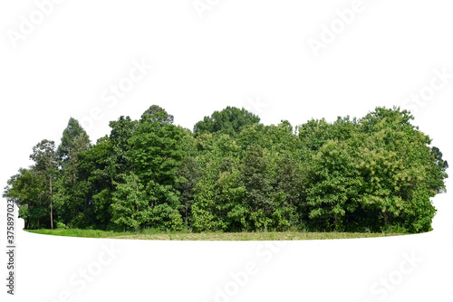 Group of tree isolated on white background.