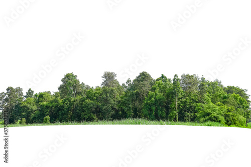Group of tree isolated on white background.