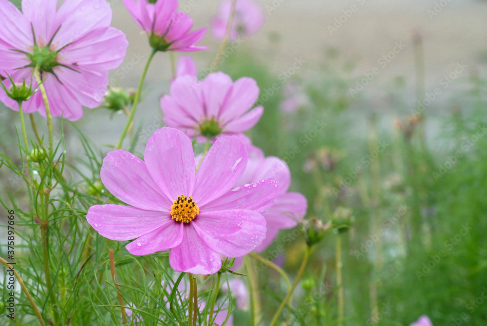 pink cosmos flower