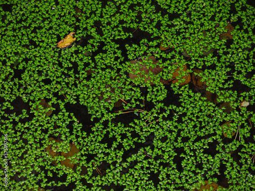 green duckweed floating in the water