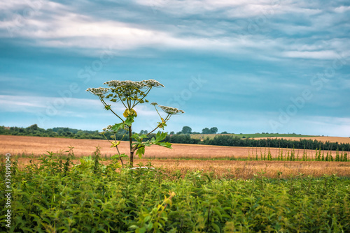 Lush Wild Giant Hogweed plant with blossom