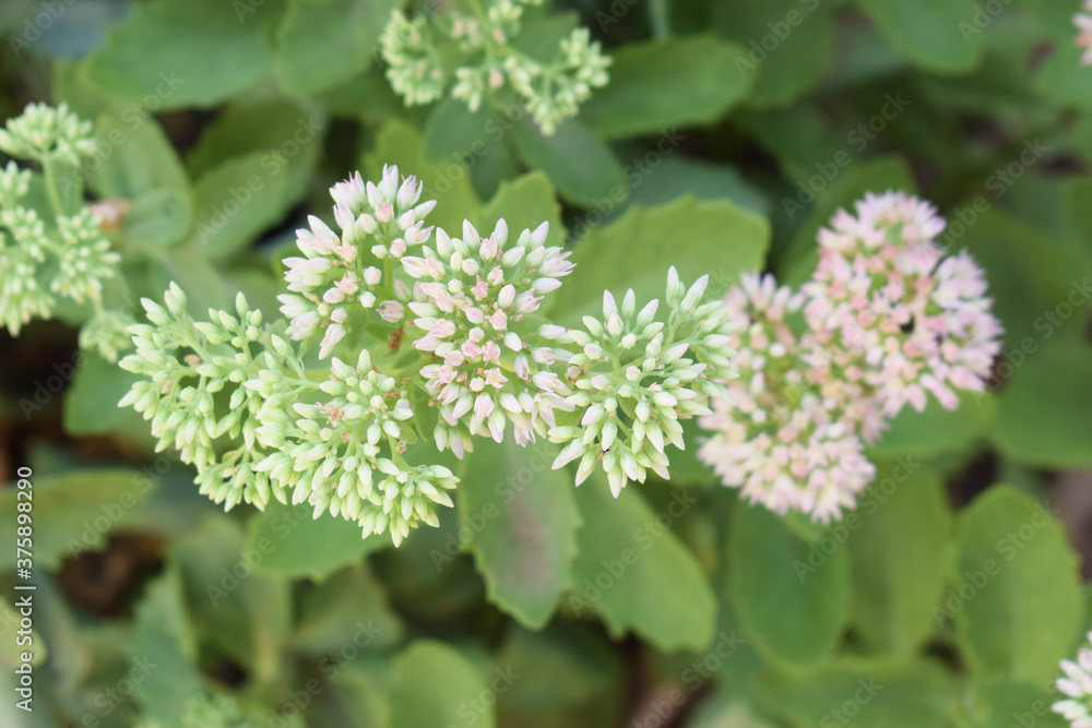 Sedum prominent, fine sedum remarkable. View from above. Sedum prominent, fine sedum remarkable. View from above.