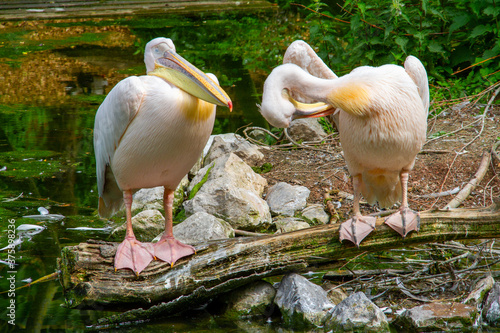 Foto plusieurs pélicans dans un parc animalier