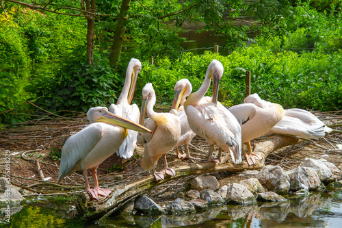Bild auf Leinwand plusieurs pélicans dans un parc animalier