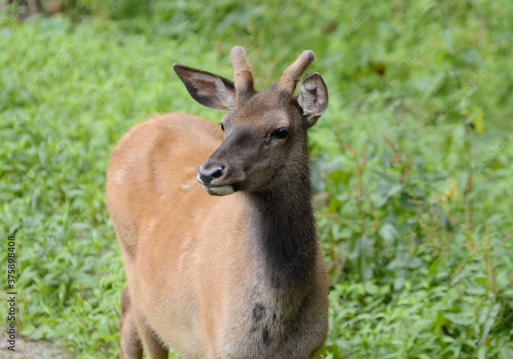 European roe deer in the zoo.