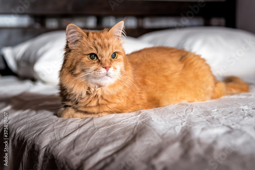 red cat on the bed
