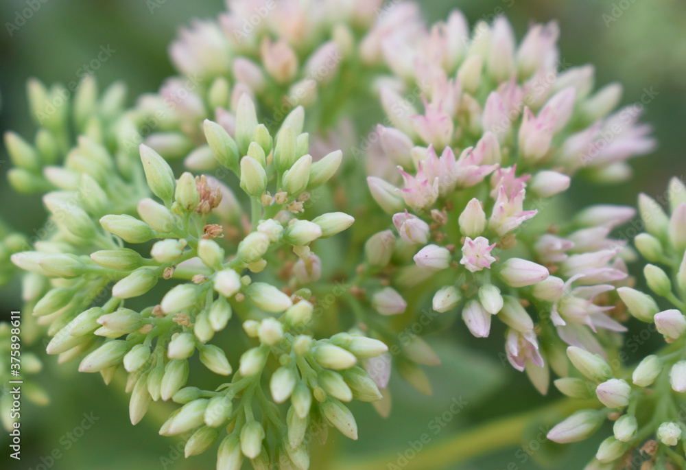 Flower sedum prominent, fine sedum remarkable. Flower sedum prominent, fine sedum remarkable.