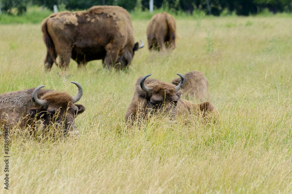 Bison in the wild. Bison eat grass. Animals rest Bison in the wild. Bison eat grass. Animals rest