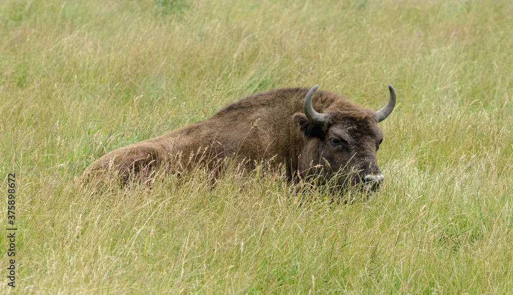 Bison in the wild. Bison eat grass. Animals rest