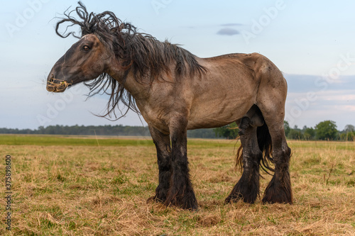 Draft Horse portrait in a pasture photo